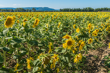 Image showing Blooming sunflowers field in France, Europe Union