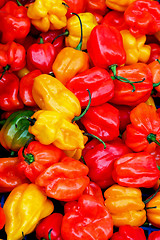 Image showing Chilli peppers