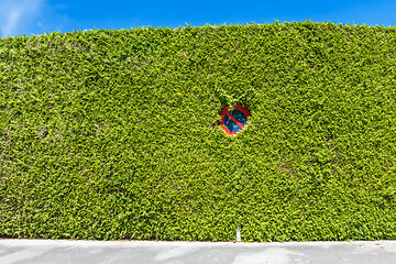 Image showing A No Waiting sign on the street hiding in green bush captured during the daytime