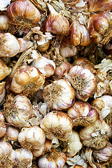 Image showing Garlic