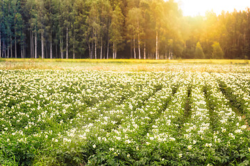 Image showing Flowering Potato Field on Summer Morning