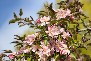 Image showing Beautiful Pink Apple Tree Flowers