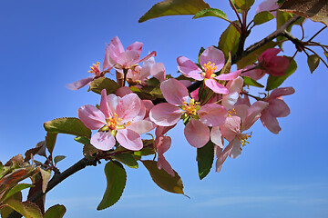 Image showing Pink Apple Tree Flowers Close Up
