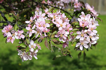 Image showing Beautiful Pink Apple Tree Flowers in Garden