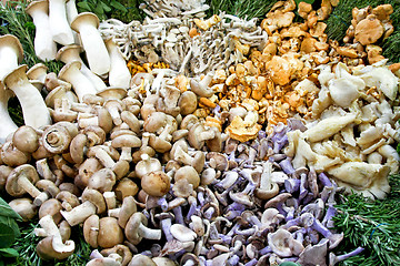 Image showing Mushrooms