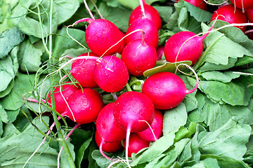 Image showing Radish