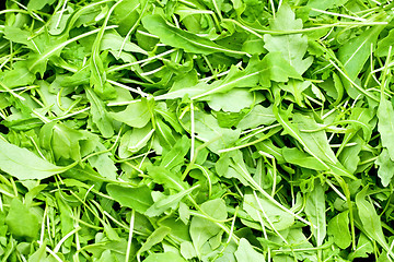 Image showing Rucola