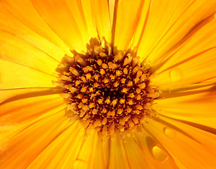 Image showing Marigold