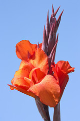 Image showing Red Bloom