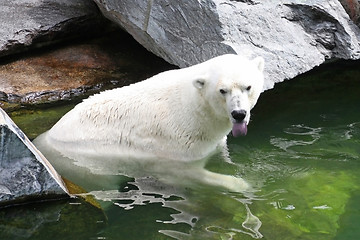 Image showing Polar Bear