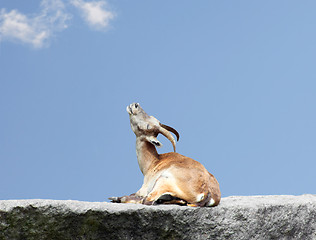 Image showing Ibex