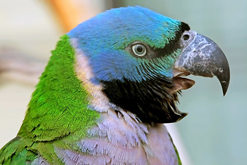 Image showing Screaming Parrot