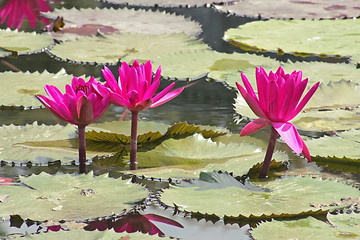 Image showing Pink Water Lily