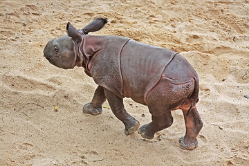 Image showing Rhino Baby