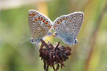 Image showing Butterfly Love