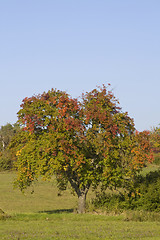 Image showing Colorful Tree