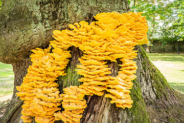 Image showing Laetiporus sulphureus bracket fungus