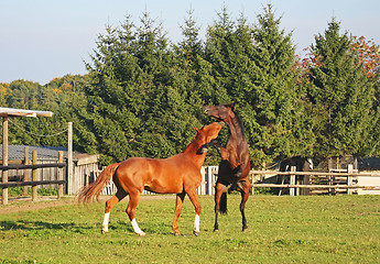 Image showing Fighting Horses