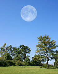 Image showing Trees with Moon