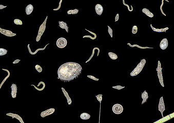 Image showing lots of various microorganisms