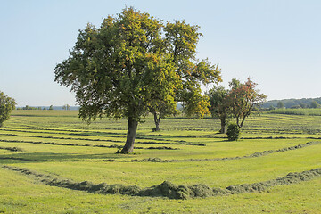 Image showing meadow with fruit trees