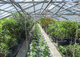 Image showing sunny greenhouse scenery