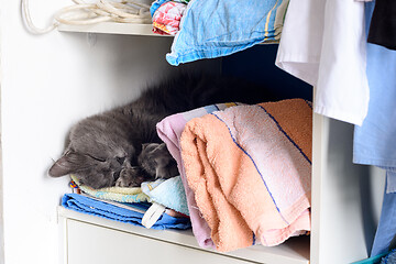 Image showing Sleeping cat on a shelf in a closet