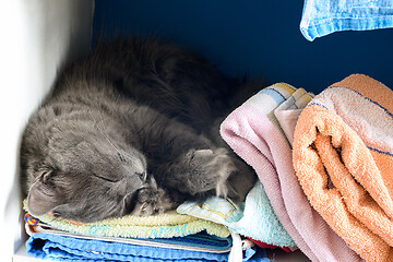 Image showing Close-up of a sleeping cat on a shelf with towels