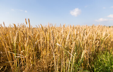 Image showing cereal field with ripe wheat spikelets