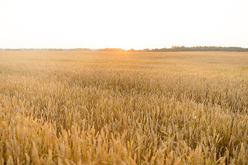 Image showing cereal field with ripe wheat spikelets