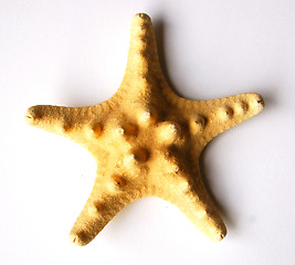 Image showing Starfish