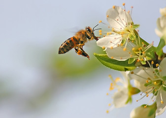 Image showing Bee in Flight