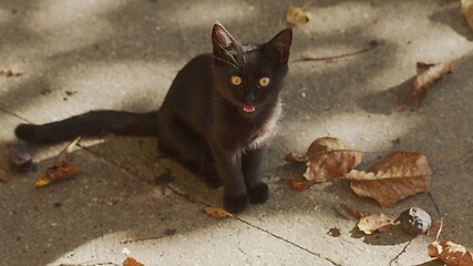 Image showing Young cat outdoors closeup footage