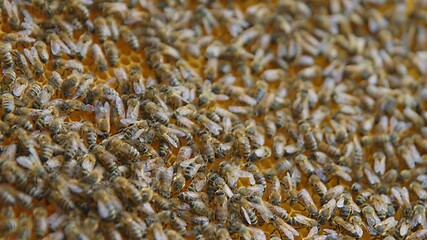 Image showing Honey bees on a hive cluster