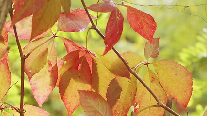 Image showing Autumnal leaves blown by the wind closeup