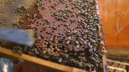 Image showing Honey bees on a hive cluster