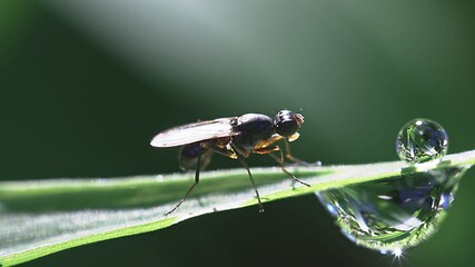 Image showing Small fly on grass blade macro footage