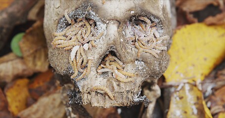 Image showing Maggots crawling on dead skull closeup footage