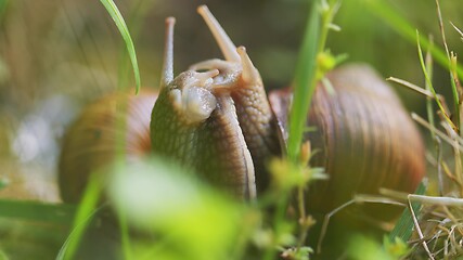 Image showing Snail on ground level macro photo