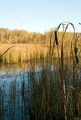 Image showing Bullrushes