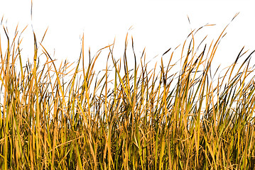 Image showing Isolated Grass