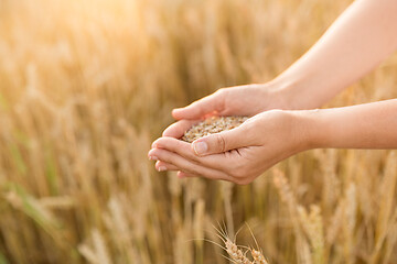 Image showing hands holding ripe wheat grain on cereal field