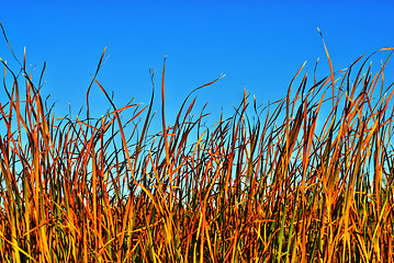 Image showing Reeds