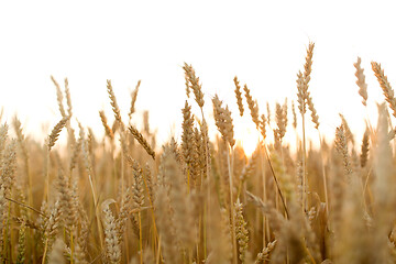 Image showing cereal field with ripe wheat spikelets