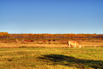 Image showing Pasture