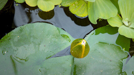 Image showing Water Lily flower in pond