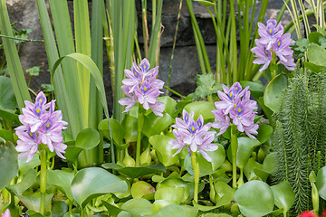 Image showing Flower Water Hyacinth blooming