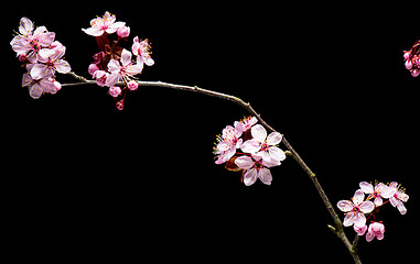 Image showing Flowering Cherry flowers