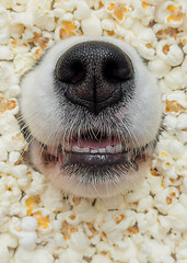 Image showing Dog in popcorn