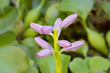 Image showing Flower Water Hyacinth blooming